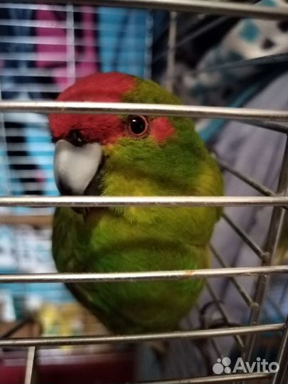 Попугай какарик