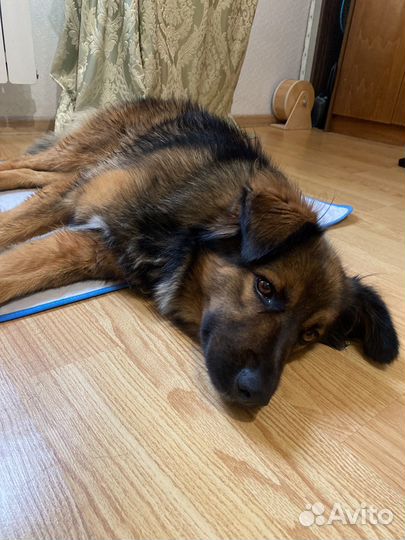 Собака в добрые руки отдам бесплатно