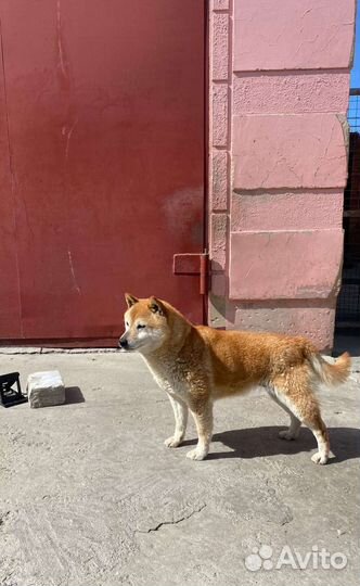Девочка Сиба-ину в добрые руки