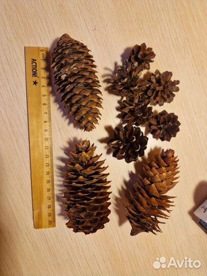 Шишки сосновые и еловые