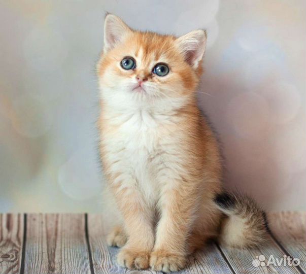 Кошечка золотая шиншилла