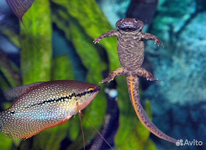 Испанский иглистый тритон