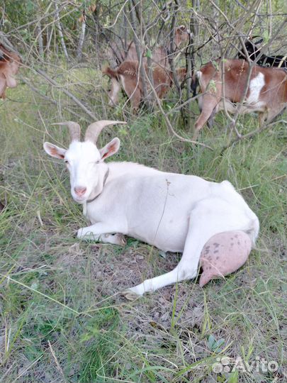 Коза дойная