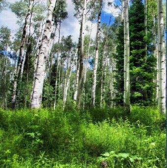 Участок 14 га (ИЖС)