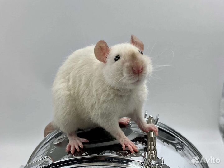 Передержка грызунов