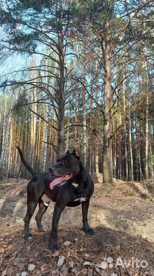 Питбуль (вязка)