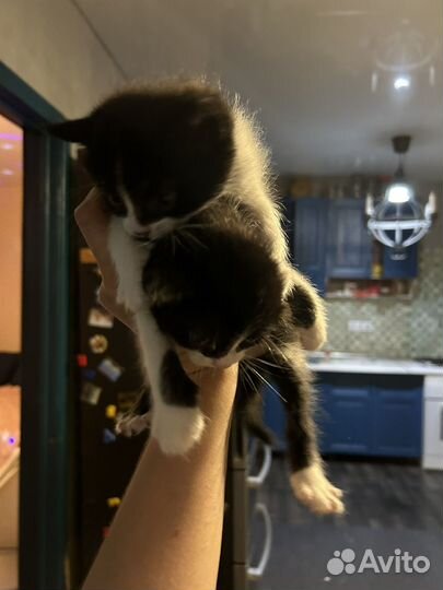 Котята мышеловы