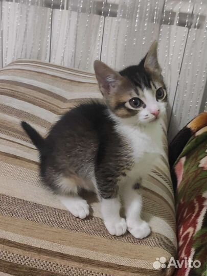 Котенок -мальчик в добрые руки