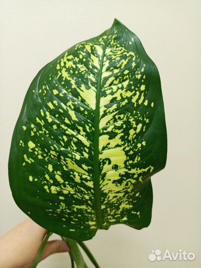 Диффенбахия крупный отросток с корнями