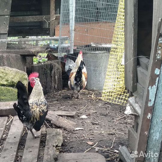 Карликовые петухи