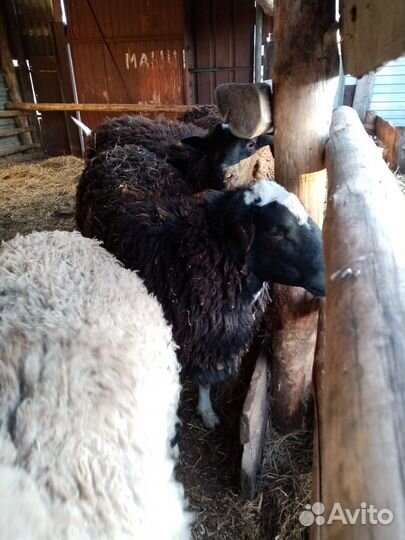 Баранчики на племя