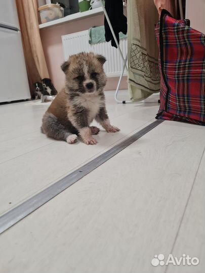 Продам щенков акита ину