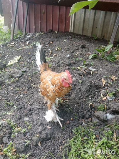 Петухи породы бентамки