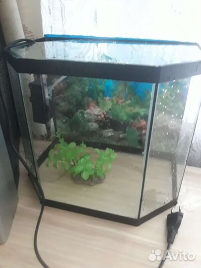 Аквариум
