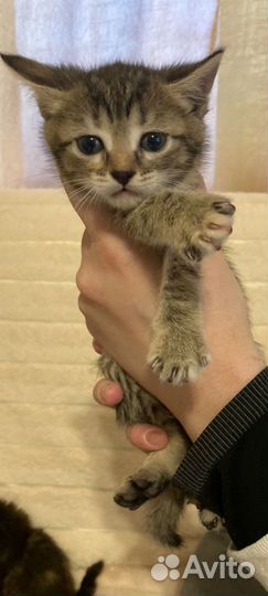 Котята девочки