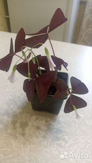 Аихризон-дерево любви, оксалис