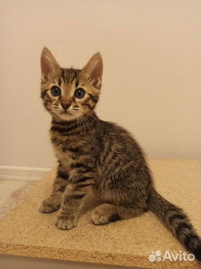 Бенгальские котята