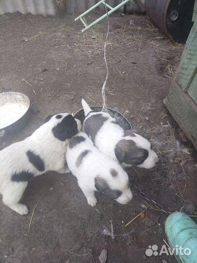 Щенки алабая