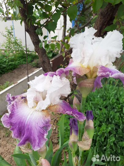 Ирисы бородатые