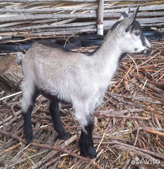 Дойные козы и козлята