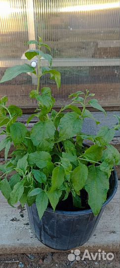 Жасмин чубушник