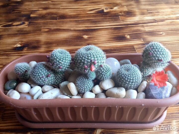 Кактус цветущий (детки с корешками)