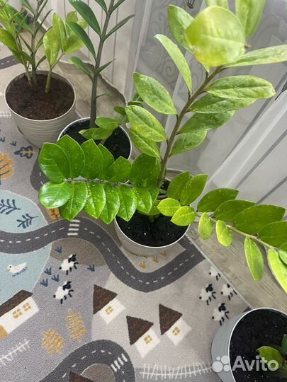 Замиокулькас