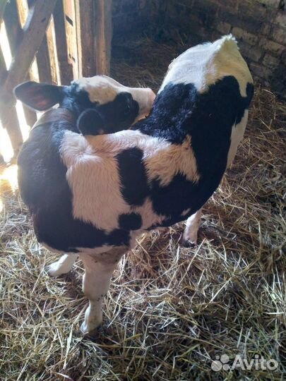 Продам телят