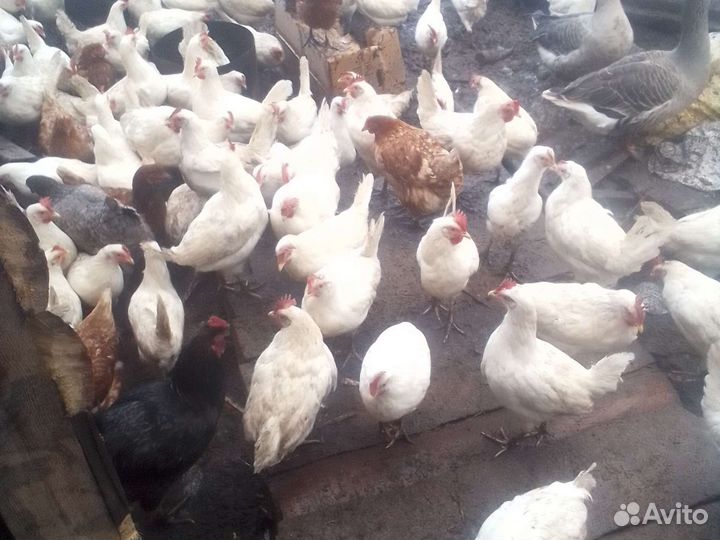 Куры молодки несушки