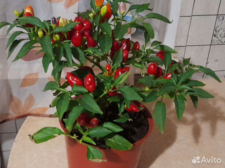 Острый красный перец