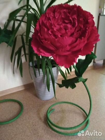 Цветы интерьерные