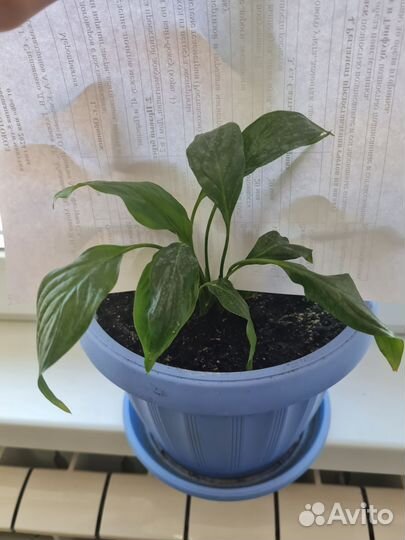 Спатифиллум (женское счастье )