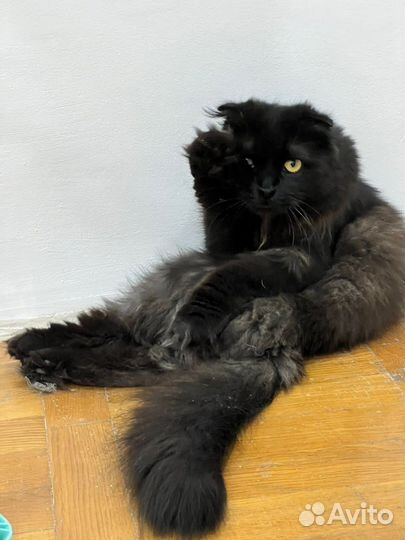 Персидская