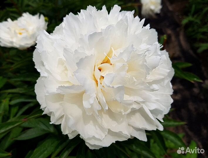 Пион Фестива, саженцы