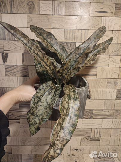 Сансевиерия copper tone