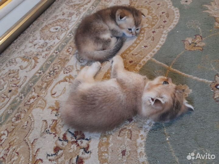 Котята золотая шиншилла