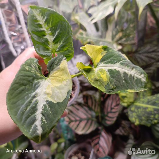 Сингониум, сциндапсус, филодендрон