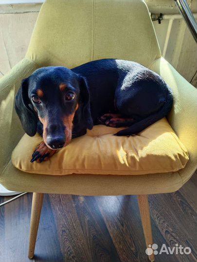 Такса вязка девочка