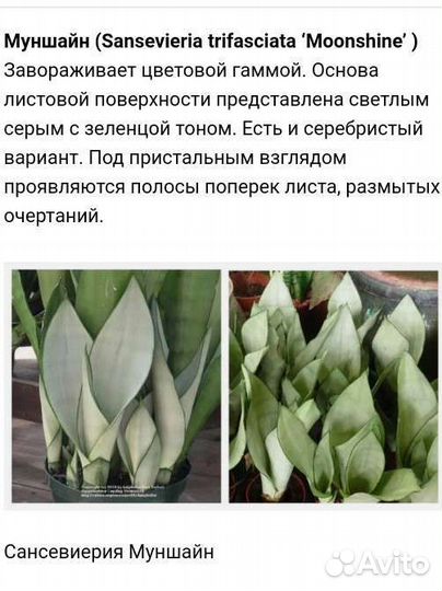 Сансевиерия муншайн
