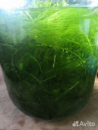 Водоросли для аквариума