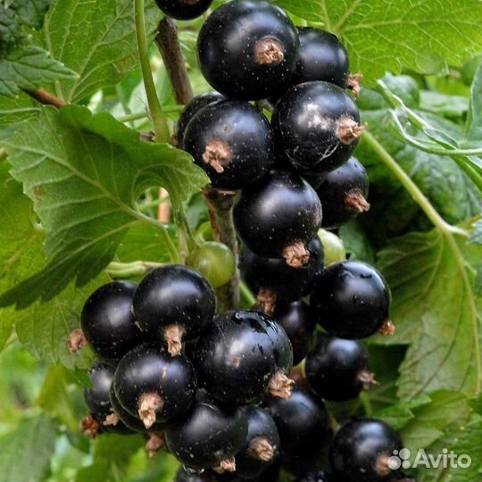 Смородина черная белая красная, крыжовник, жимолос