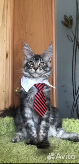Котята мейн-кун серебро