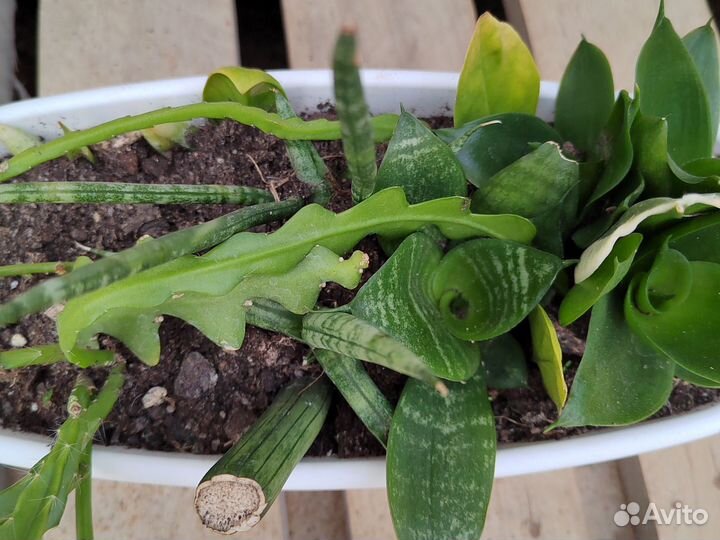 Эпифиллум марниера, угловатый