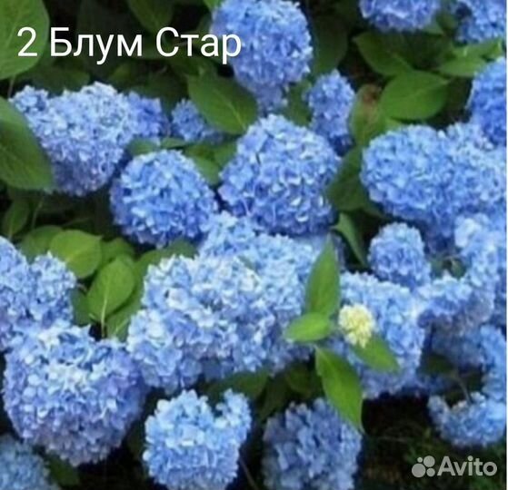 Гортензия крупнолистная. Черенки