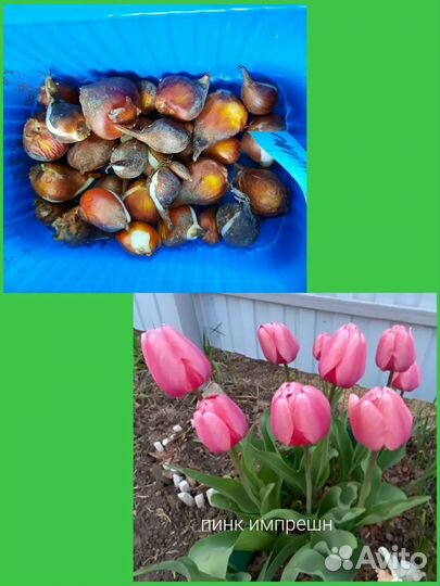 Луковицы тюльпанов