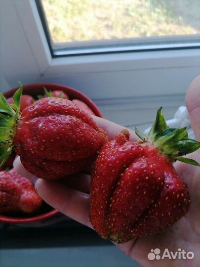 Сортовая клубника лучшие сорта