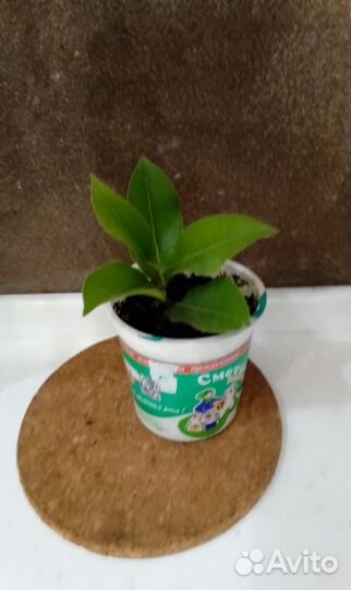 Лавр благородный лаврушка