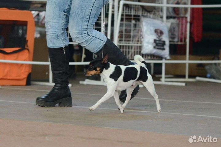 Американский той фокстерьер