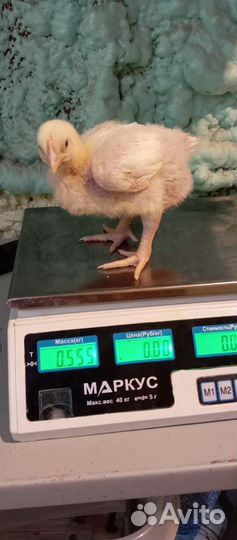 Запись на суточного бройлера