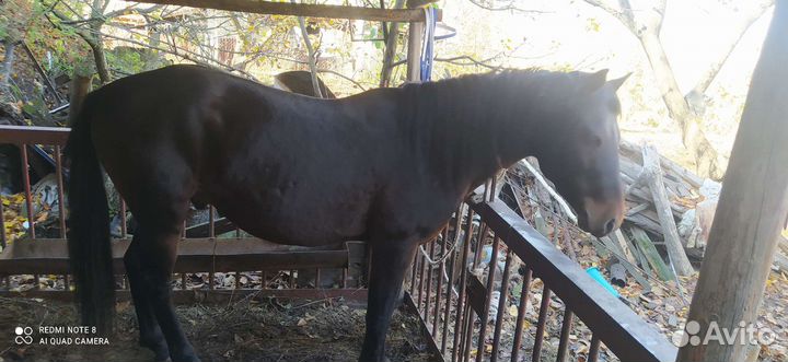 Лошадь жеребец